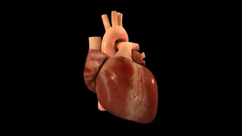 Funcionamiento del corazón(360P)
