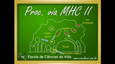 Imunologia_Aula_10_Processamento_de_ant_genos_via_MHC_CPH_de_classe_I_e_II