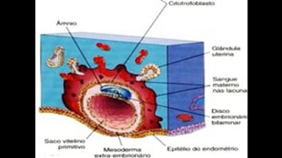 Elementos de Embriologia Humana - Segunda semana do desenvolvimento.mp4
