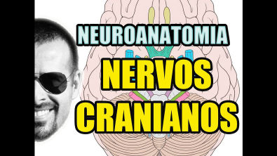 Vídeo Aula 129 - Sistema Nervoso/Neuroanatomia: Nervos Cranianos - Anatomia Humana