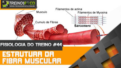 Fisiologia do Treino #40 - Estrutura da Fibra Muscular