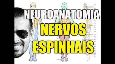 Vídeo Aula 104 - Anatomia Humana - Sistema Nervoso/Neuroanatomia: Formação dos Nervos Espinhais