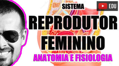 Vídeo Aula 048 - Sistema Reprodutor Feminino - Anatomia Humana - Órgãos genitais femininos