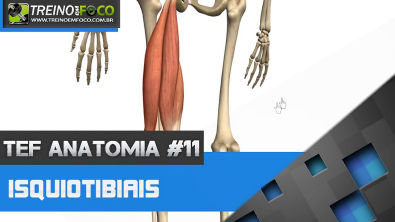 Treino em FOCO Anatomia #11 - Isquiotibiais - Bíceps Femoral, Semitendinoso, Semimembranoso