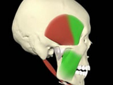 Anatomia aplicada 3d - Articulação tempo-mandibular