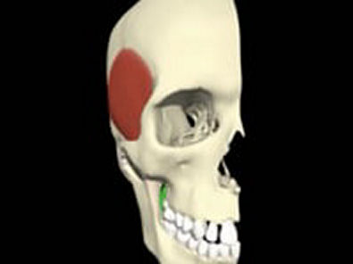Anatomia aplicada 3d - Articulação tempo-mandibular
