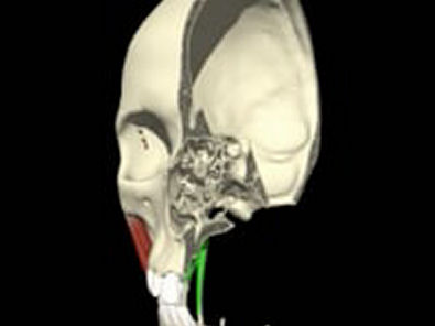 Anatomia aplicada 3d - Articulação temporomandibular