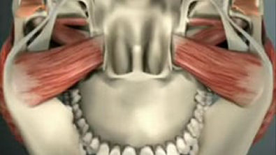 ABERTURA E FECHAMENTO - Anatomia aplicada 3d - Articulação temporomandibular