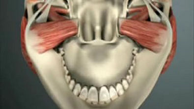 - Anatomia aplicada 3d - Articulação temporomandibular