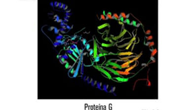 Introdução à Bioquímica   Aula 4   Parte 1   Aminoácidos, Peptídeos e Proteínas