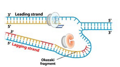Replicação do DNA- Fita contínua e fita descontínua