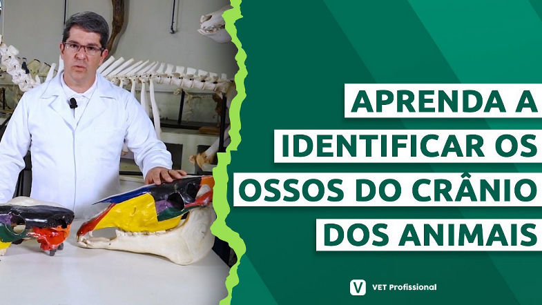 Anatomia Veterinária Osteologia da Cabeça