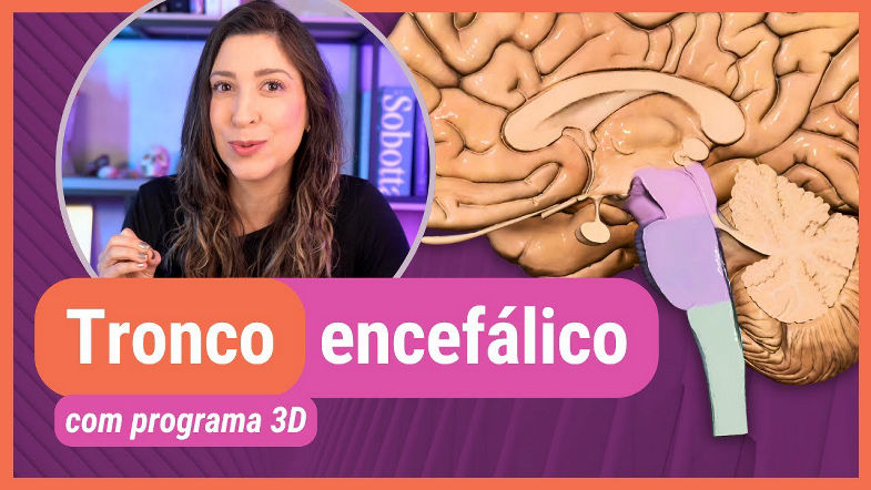 SISTEMA NERVOSO TRONCO ENCEFÁLICO! Com programa 3D