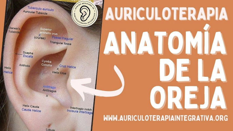 Grátis: Anatomía de la oreja - Aprende Auriculoterapia - Resumo ...