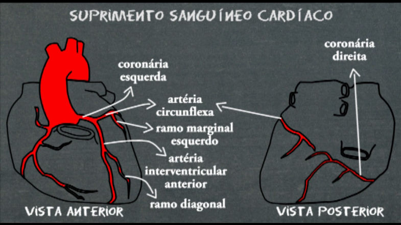 Anatomia cardíaca - artérias coronárias - Suprimento sanguineo cardiaco