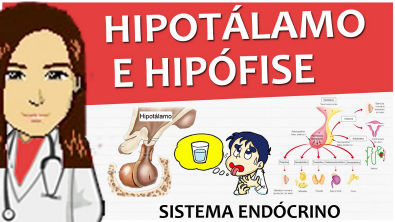 Sistema Endócrino 02 - Hipotálamo e hipófise (Anatomia, histologia e função)