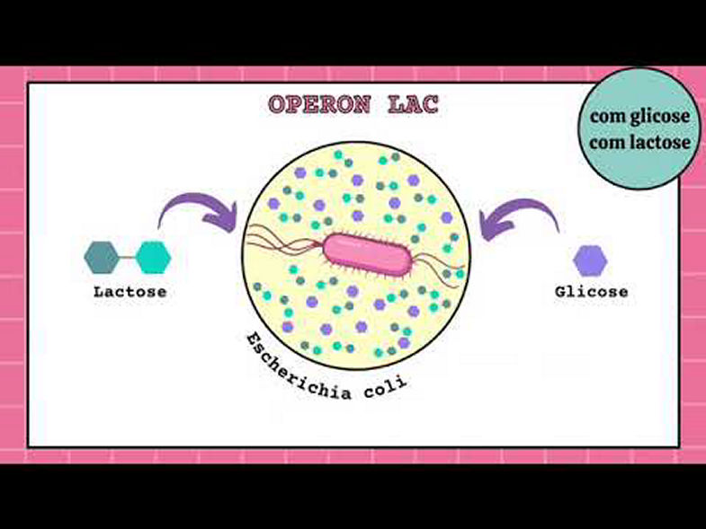 Grátis: Operon Lac um mecanismo clássico de regulação gênica - Resumo ...