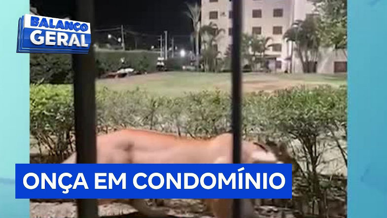 Onça parda invade condomínio e assusta moradores em Campinas (SP)