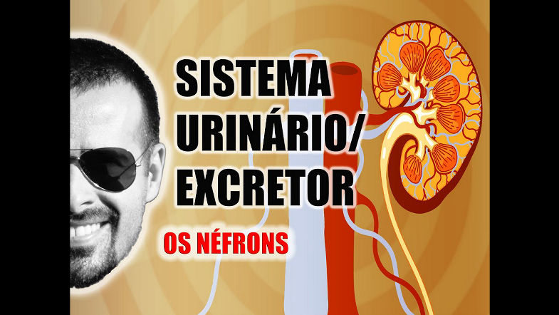 Sistema ExcretorUrinário - Néfron A unidade funcional dos Rins - Anatomia Humana - VideoAula 031