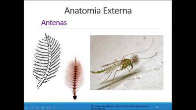 Entomologia Agrícola Anatomia Externa Cabeça e Antenas.