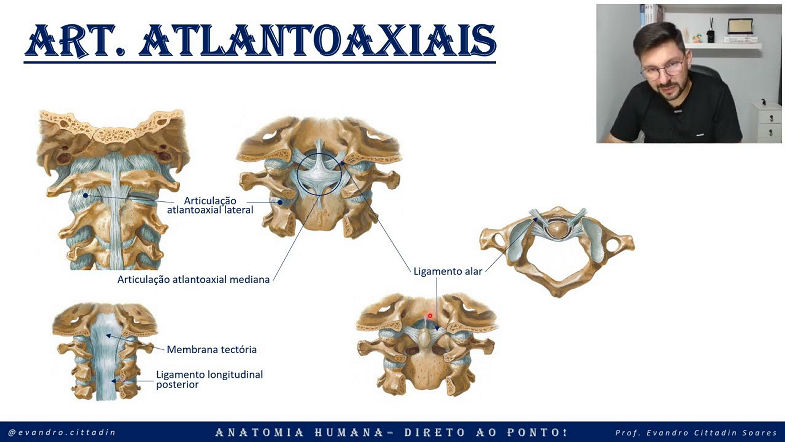 Articulação atlantoaxial - Sistema articular - Anatomia direto ao ponto!
