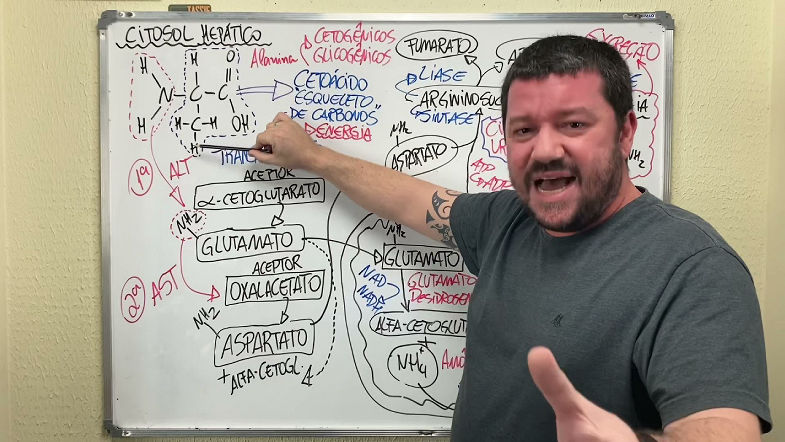 bioquímica 07 METABOLISMO DOS AMINOÁCIDOS E FORMAÇÃO DA URÉIA
