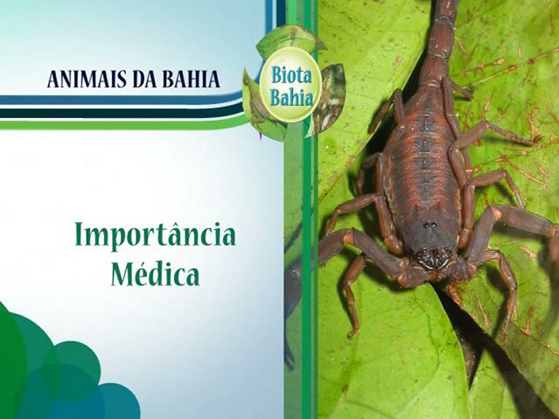 Escorpiões - Série Animais da Bahia