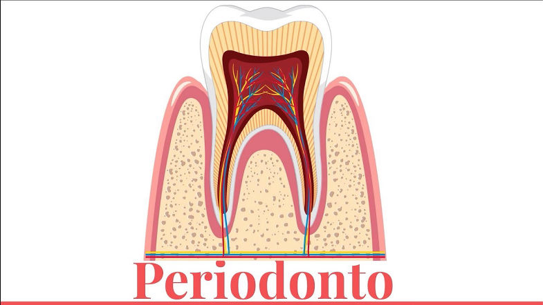 Periodonto (periodonto de sustentação)