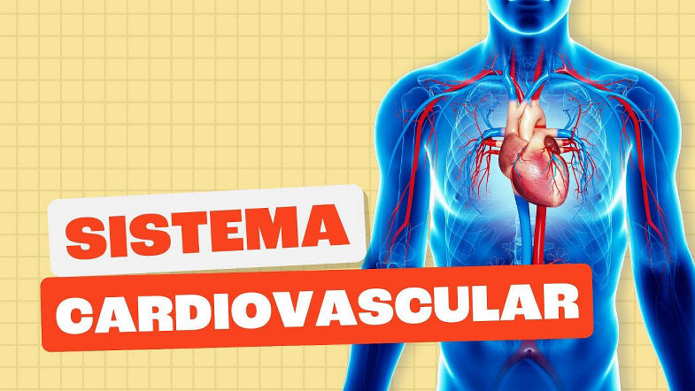 Sistema Cardiovascular - Toda Matéria