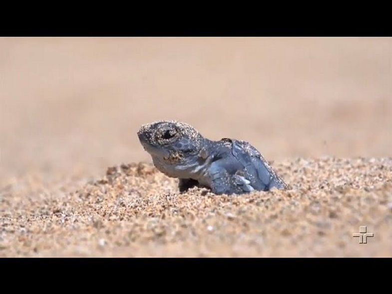 Um pouco sobre o Projeto Tamar que auxilia na proteção de tartarugas marinhas
