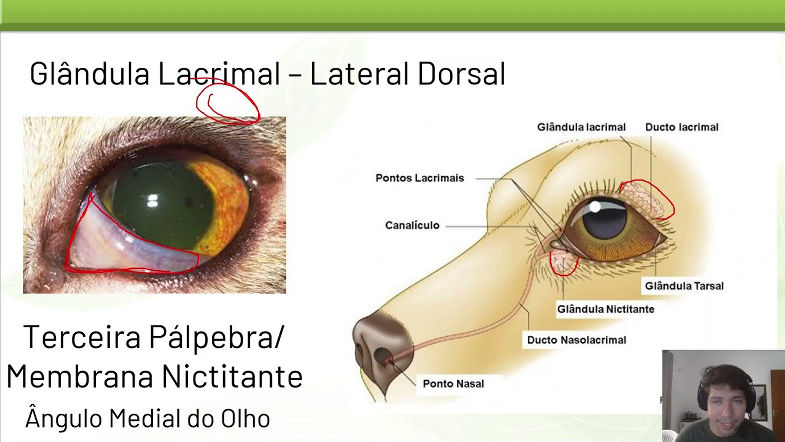 Anatomia Veterinária - Sensorial 2025.2