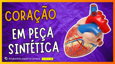 Anatomia do Coração em peça sintética