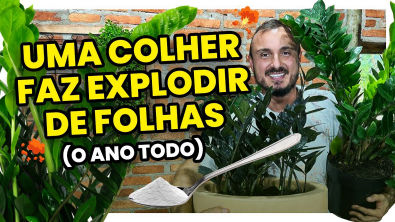 Apenas 1 colher faz a ZAMIOCULCA explodir de folhas o ano todo