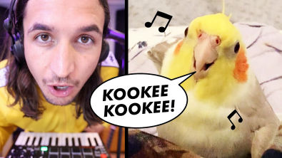 The Kiffness x Ginger the Cockatiel - Kookee Kookee (CLUB ANTHEM)