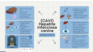 Hepatite Infecciosa Canina Como revisar com Mapa Mental
