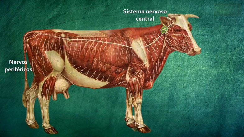 Tétano e botulismo Clostridioses T1 E1