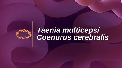 Trabalho de Parasitologia - Taenia multicepsCoenurus cerebralis