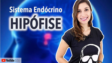 Hipofise Sistema Endocrino | Anatomia e etc
