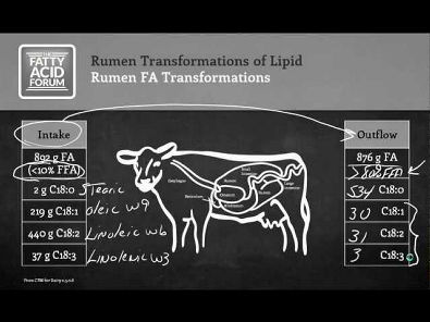 Rumen Transformation of Lipids by Dr. Tom Jenkins, Clemson University