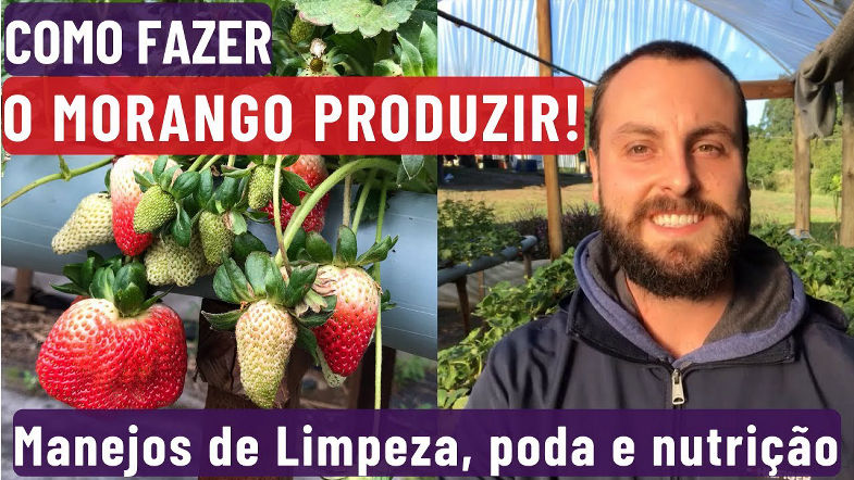 Como Fazer o Morango Produzir!