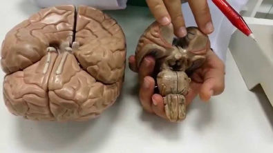 Tronco encefálico - parte 5: Localizando os nervos cranianos