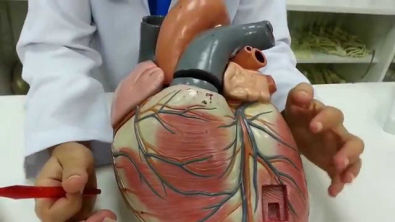 Coração - parte 4: Circulação coronária e ramos da artéria aorta