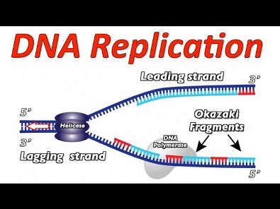 DNA Replication Rap