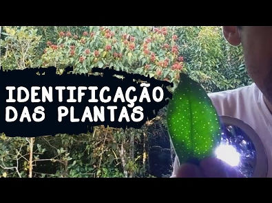 Identificação de Plantas | Brasil Bioma