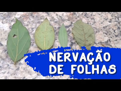 Tipos de Nervação de Plantas | Brasil Bioma