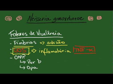 Neisseria gonorrhoeae - Resumo - Microbiologia