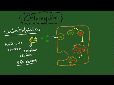 Chlamydia e Clamydophila - Resumo - Microbiologia