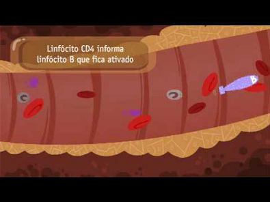 Fluxo Sanguíneo - Invasão do Vírus