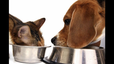 IEPEC: Aula gratuita do curso online 'Nutrição e alimentação de cães e gatos'
