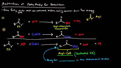 Fatty Acid Metabolism (Part 2 of 8) - Fatty Acid Activation for Breakdown